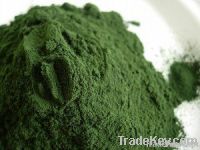 Spirulina Powder