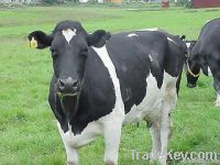 Dairy cattle and Holstein heifers