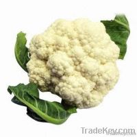 Fresh Cauliflower