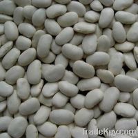 Large White Kidney Beans