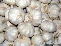 Fresh Garlic