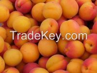 Fresh Apricots