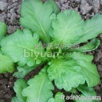 Broad-leaf Garland Chrysanthemum