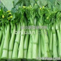 Kingshire 80 Days Lu Choy Sum