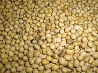 Soybean