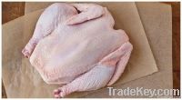 Frozen Processed Chicken Feet & Paws Halal Grade A