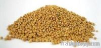 Brown Mustard Seeds