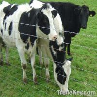 Field fence