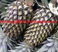 SELL FRESH PINEAPPLES