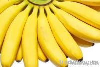 Cavendish banana