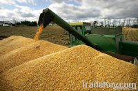 Maize | Maize Exporter | Corn Grain Seller | Maize Buyer | Bulk Maize Grain Importer | Corn bean Buyer | Corn bean Wholesaler | Corn Grain Manufacturer | Best Quality Corn Grain | Cheap Maize Supplier | Low Price Corn | Yellow Corn | White Cron | Baby Mai