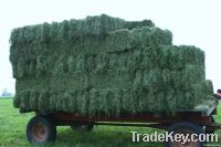 Alfafa Hay for animal feed