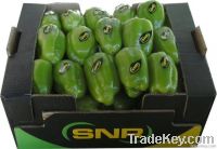 Green Pepper
