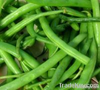 Fresh Green Beans