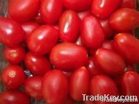 Fresh Farm Tomatoes