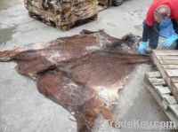 Wet Salted Cow Head Skin