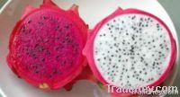 Dragon Fruit Nursary