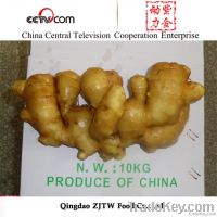 ZJTW New Crop Fresh Ginger