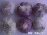 FRESH PURPLE SKIN GARLIC