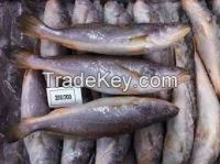 Frozen Croaker Fish