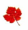 Red Grape Leaf - Vitis vinifera