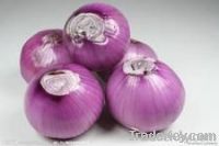 fresh onion