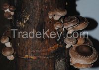 Fresh Wood Shiitake