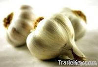 Garlic oil