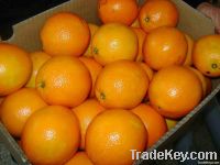 Fresh Navel Oranges