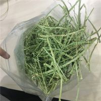 Alfafa Hay Animal Feeding Stuff Alfalfa, hay/alfalfa hay pellets Timothy Hay/ Alfalfa in Bales