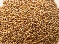 ALFALFA SEEDS AT GOOD PRICE