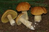 BOLETUS MUSHROOMS AT GOOD PRICE