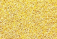 MILLET AT GOOD PRICE