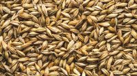 BARLEY AT GOOD PRICE