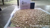 Gold Nuggets