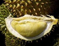 FRESH / FROZEN DURIAN