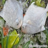 Fresh Frozen Pomfret Fish