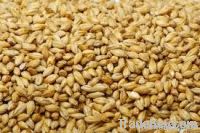 Barley seeds