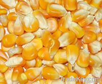 Maize | Maize Exporter | Corn Grain Seller | Maize Buyer | Bulk Maize Grain Importer | Corn bean Buyer | Corn bean Wholesaler | Corn Grain Manufacturer | Best Quality Corn Grain | Cheap Maize Supplier | Low Price Corn | Yellow Corn | White Cron | Baby Mai