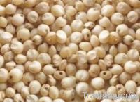 SORGHUM