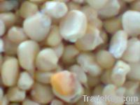 WHITE CORN