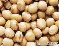 soyabean