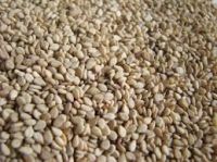 Seasame Seeds