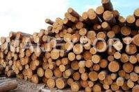  WOOD LOGS (PINE, SPRUCE)