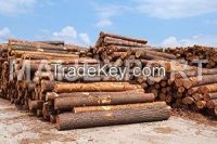 PINE  WOOD LOGS