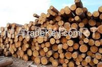 PINE  WOOD LOGS