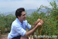 Quality Organic Goji Berry