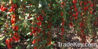 ORGANIC GOJI BERRY