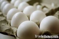 fresh table eggs