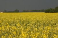 Refined Canola oil